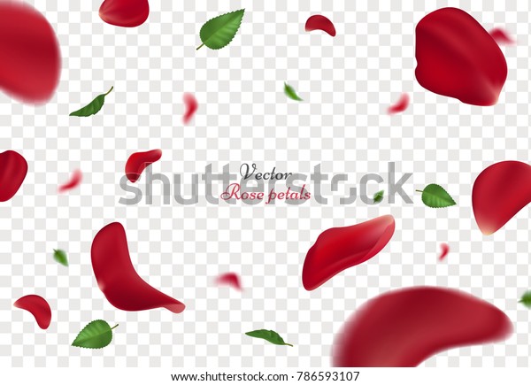 透明な背景に赤いバラの花びらと緑の葉 女性の日とバレンタインデーの