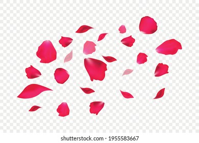 Falling red rose petals isolated on white background. Vector illustration with beauty rose petal, applicable for decoration of greeting cards for March 8 and Valentine's Day, Mother's Day. Eps 10