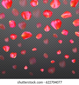 A lot of falling red rose petals on transparent background. Vector illustration.
