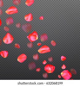 A lot of falling red rose petals on transparent background.