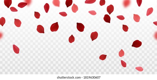 Falling rose petals. Isolated. Vector
