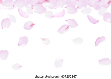 Falling rose petals soft delicate pink blossom. Sakura cherry flying flowers. 3d realistic design. Vector illustration art