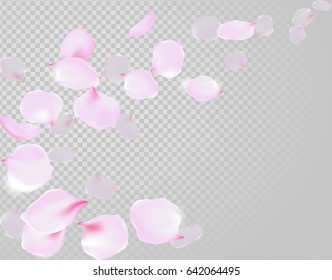 Falling rose petals soft delicate pink blossom on transparent background. Sakura cherry flying flowers. 3d realistic design. Vector illustration art