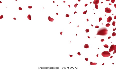 Falling Rose petals Vector illustration. Red rose petals on fake transparent background