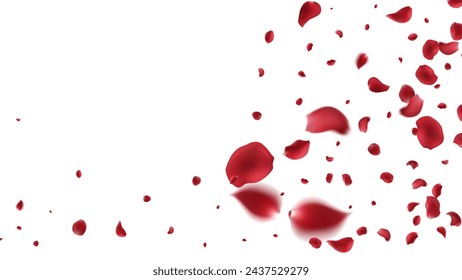 Falling Rose petals Vector illustration. Red rose petals on fake transparent background