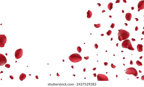 Falling Rose petals Vector illustration. Red rose petals on fake transparent background