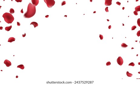 Falling Rose petals Vector illustration. Red rose petals on fake transparent background