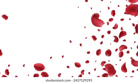 Falling Rose petals Vector illustration. Red rose petals on fake transparent background