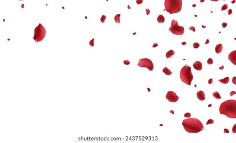 Falling Rose petals Vector illustration. Red rose petals on fake transparent background