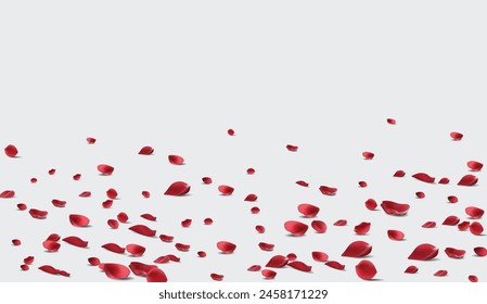 Falling Rose petals Vector illustration. Red rose petals on fake transparent 4k