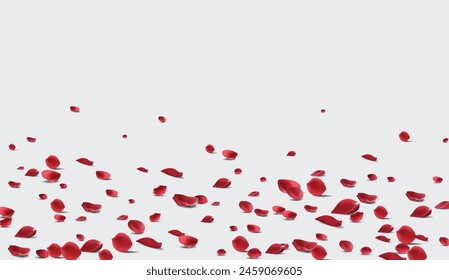 Falling Rose petals Vector illustration. Red rose petals on fake transparent 4k