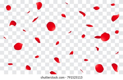 Falling Rose petals Vector illustration. Red rose petals on fake transparent background