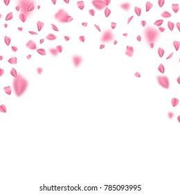 Falling Sakura Leaves On White Background, Vector Design