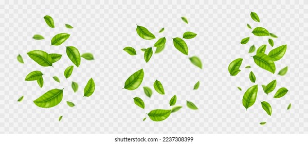 Caer hojas de té, follaje verde realista volando en el aire aislado en un fondo transparente. Elementos orgánicos florales para el diseño de envases de productos, publicidad, promoción, ilustración vectorial 3d, conjunto