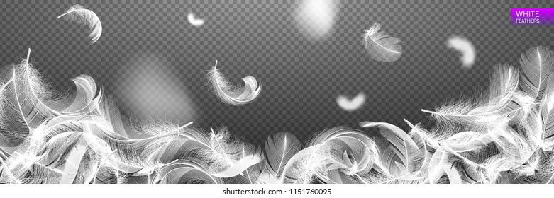 Falling twirled realistic feathers isolated on a transparent background. Easy style, can be used in flyers, banners, web. Light cute feathers design. Elements for design. Vector illustration.