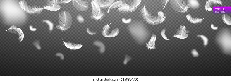 Falling twirled realistic feathers isolated on a transparent background. Easy style, can be used in flyers, banners, web. Light cute feathers design. Elements for design. Vector illustration.