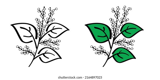 Fallopia japonica or Polygonaceae, Asian,or Japanese knotweed. Medicinal plant logo or pictogram Cartoon vector icon or symbol. Plant with leaves and flower. Transaded into Dutch, Duizendknoop