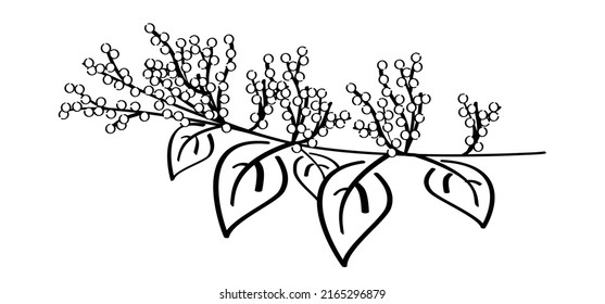 Fallopia japonica or Polygonaceae, Asian,or Japanese knotweed. Medicinal plant logo or pictogram Cartoon vector icon or symbol. Plant with leaves and flower