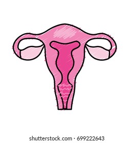 fallopian tubes with uterus to human anatomy