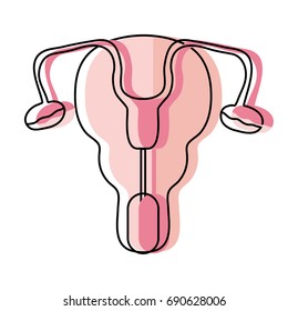 fallopian tubes and uterus women organs
