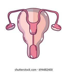 fallopian tubes and uterus women organs