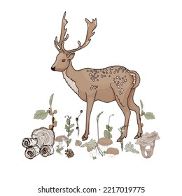 Fallow deer buck. Vector illustration isolated on the white background. Fallow deer vector side view illustration isolated on white background. 