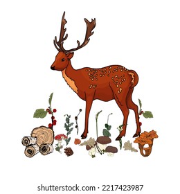 Fallow deer buck. Vector illustration isolated on the white background. Fallow deer vector side view illustration isolated on white background. 