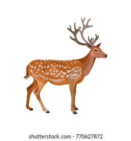 Fallow deer buck. Vector illustration isolated on the white background