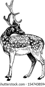 Fallow deer scratched his back vector
