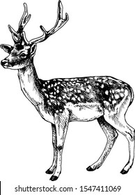 Fallow deer standing hatched illustration