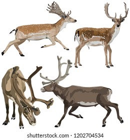 Fallow deers and Reindeers