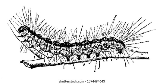 Fallweb Worm Caterpillar which is mainly an aesthetic pest and is not believed to harm otherwise healthy trees vintage line drawing or engraving illustration.