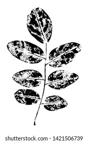 False acacia leaf stamp. Grunge ink imprint of leaves of the plant Robinia pseudoacacia with texture, isolated on white. Overlay template. Vector illustration