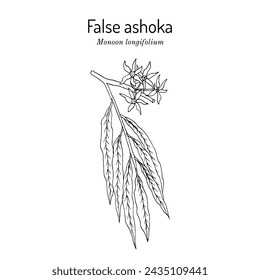 False ashoka (Monoon longifolium), ornamental plant. Hand drawn botanical vector illustration