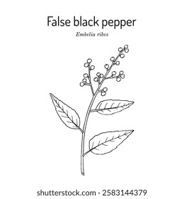 False black pepper, or white-flowered embelia, or vidanga (Embelia ribes), edible and medicinal plant. Hand drawn botanical vector illustration