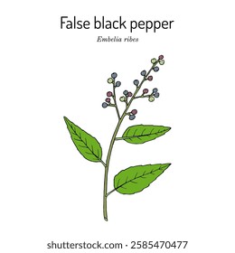 False black pepper, or white-flowered embelia, or vidanga (Embelia ribes), edible and medicinal plant. Hand drawn botanical vector illustration