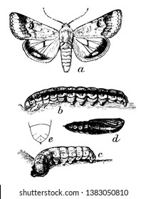 False Bud Worm in which dark full grown larva, vintage line drawing or engraving illustration.