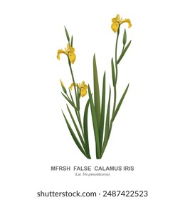 False calamus iris - marsh iris, Iris pseudacorus, is an aquatic wild medicinal plant with yellow flowers, used in garden design. Vector  realistic drawing isolated on white with the name of the plant