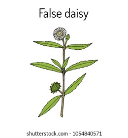 False Daisy Images Stock Photos Vectors Shutterstock