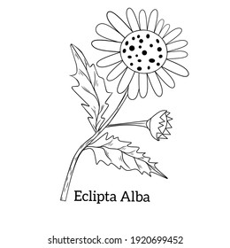 
False daisy (Eclipta prostrata, alba), or yerba de tago, karisilanganni, bhringraj, medicinal plant. Hand drawn vector botanical illustration