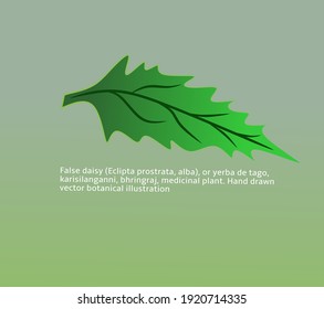 
False daisy (Eclipta prostrata, alba), or yerba de tago, karisilanganni, bhringraj, medicinal plant. Hand drawn vector botanical illustration
