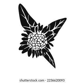 False daisy (Eclipta prostrata, alba), or yerba de tago, karisilanganni, bhringraj, medicinal plant. Hand drawn vector botanical illustration