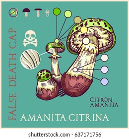 False death cap mushroom in engraved style. Subscribed with characteristics and several titles. Vector illustration with infographic elements and lettering.