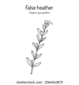 Falsche Heder, oder Elfenflossenkraut (Cuphea hyssopifolia), Heilpflanze. handgezeichnete botanische Vektorgrafik