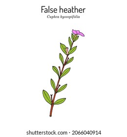 Falsche Heder, oder Elfenflossenkraut (Cuphea hyssopifolia), Heilpflanze. handgezeichnete botanische Vektorgrafik