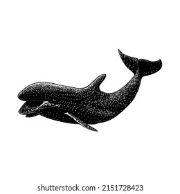False Killer Whale hand drawing vector illustration isolated on white background