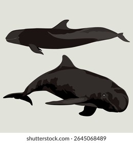 FALSE KILLER WHALE (Pseudorca crassidens). Marine mammal illustration collection (vector illustration)