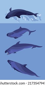 False killer whales pod collection. Species of oceanic dolphins having fun in the water.