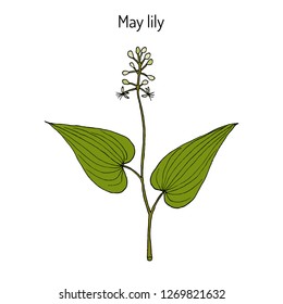 False Lily of the Valley (Maianthemum bifolium), medicinal plant. Hand drawn botanical vector illustration