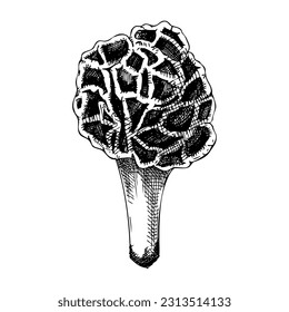 Pilzskizze aus Falschmorel. Handgezeichnete, tödlich giftige Fungus-Illustration. Waldpilz einzeln auf Weiß. Konstruktionselement für giftige Waldpflanzen